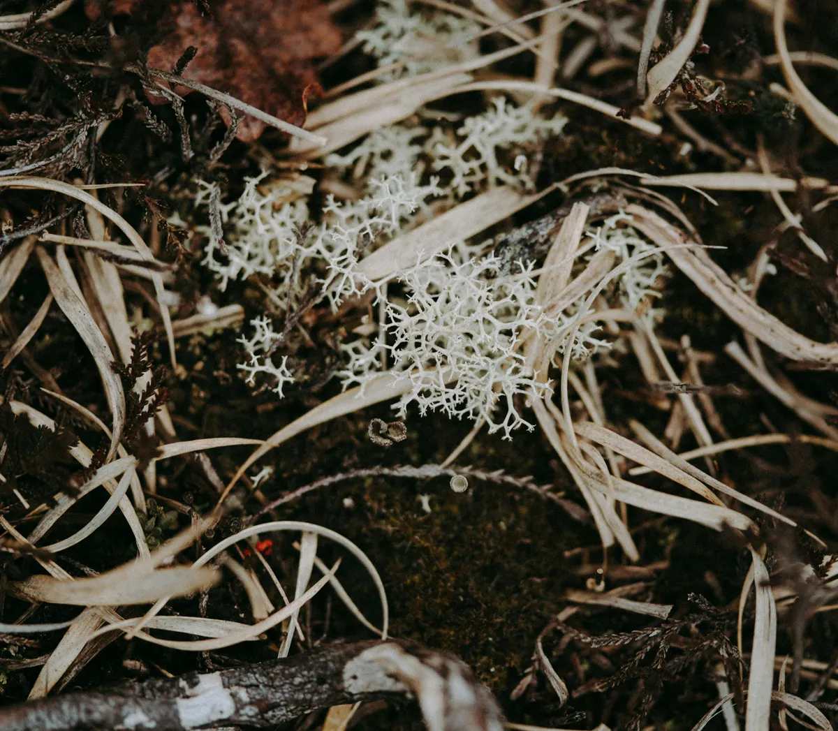 Mycelium Mycelium network beneath the soil surface reflecting the unseen grounding and earthing intelligence of nature’s living systems