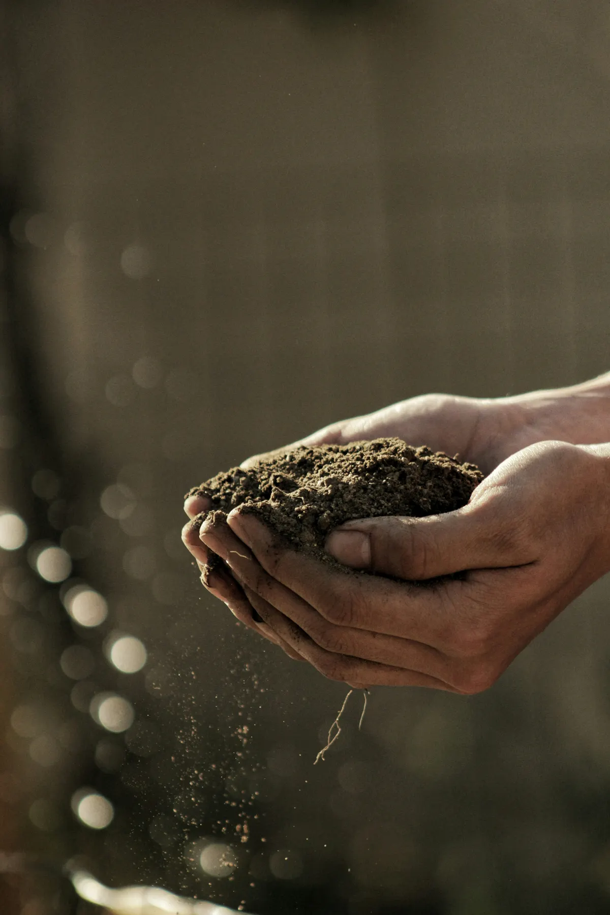 soil 5 Hands holding rich, living soil teeming with microbial life, symbolizing the connection between gut health, earthing, and grounding