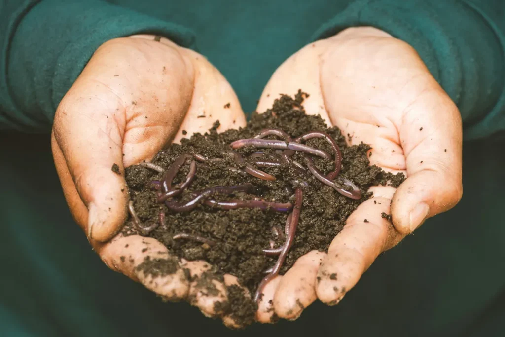 A hand full of worm casings and earthworms showcasing soil vitality and the grounding benefits of reconnecting through earthing practices
