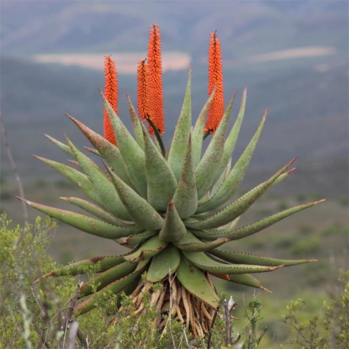 Aloe (Aloe vera and Aloe ferox) 1