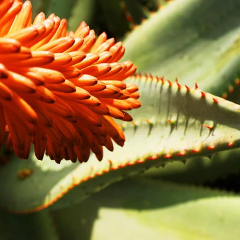 Aloe (Aloe vera and Aloe ferox) 2