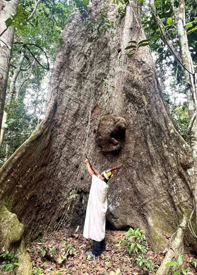 Amazonian Shamanism- Forest Spirits and Plant Guardians Amazonian Shamanism- Forest Spirits and Plant Guardians