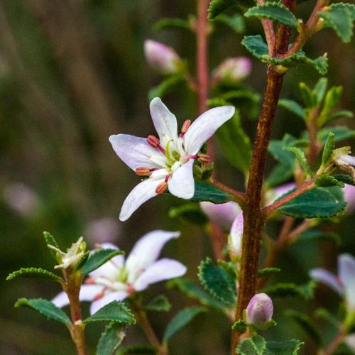 Buchu (Agathosma betulina) 1