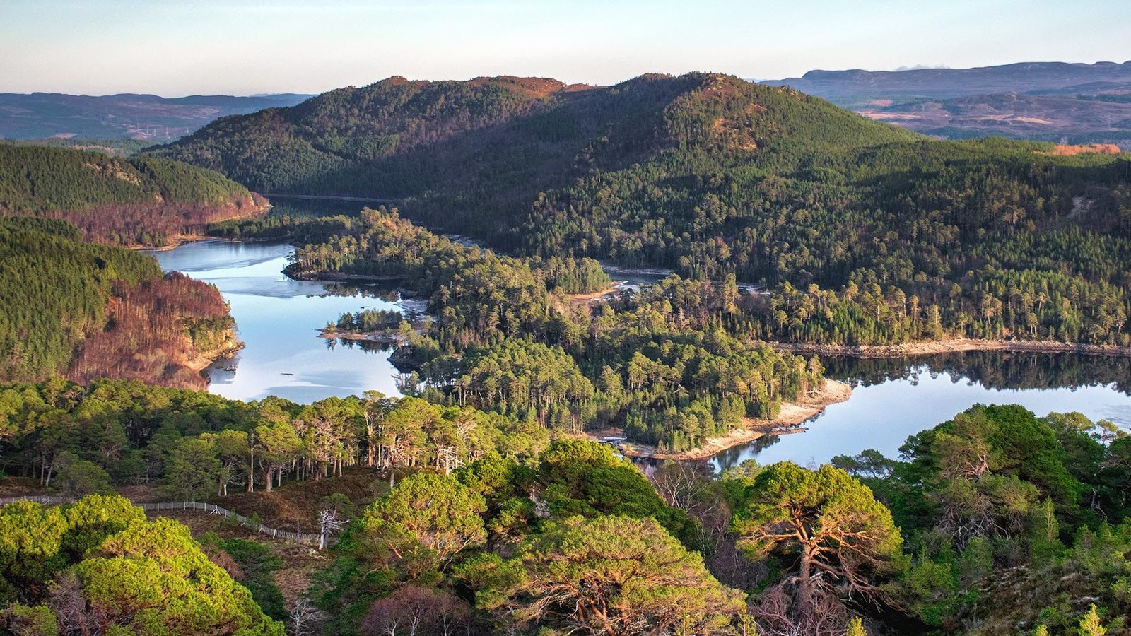 Caledonian Forest Caledonian Forest