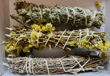 Sacred South African Plant Spirits: Healing, Protection, and Spiritual Connection