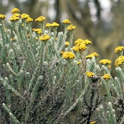 Imphepho (Helichrysum spp.)