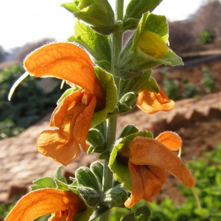 Sage (Salvia africana-lutea or Salvia officinalis) 1