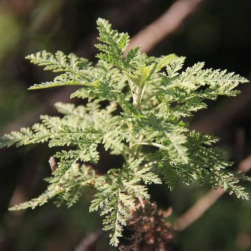 Wormwood (Artemisia afra) 1