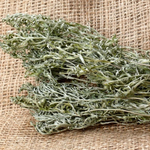 Wormwood (Artemisia afra) 2